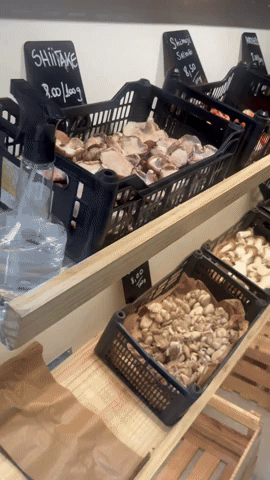 cultura fungi novo mercado são josé laranjeiras