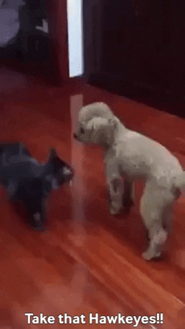 giphy.gif
