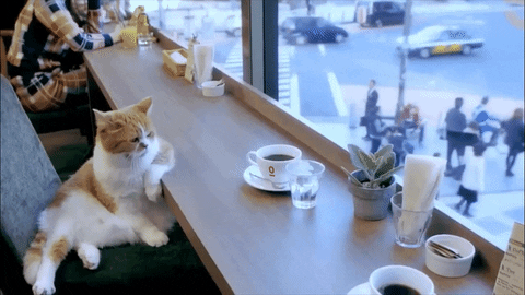 gato en cafeteria