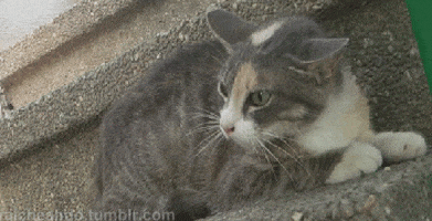 Hissing Cat GIFs - Find & Share on GIPHY