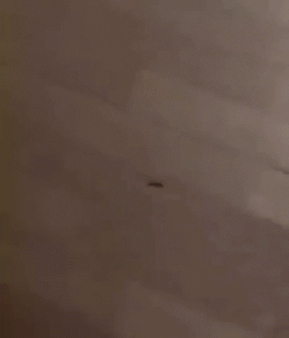 Trapping a nope in WaitForIt gifs
