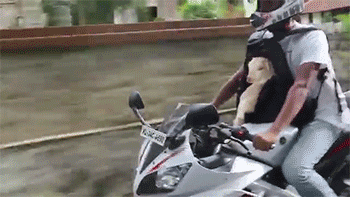 goat motorcycle