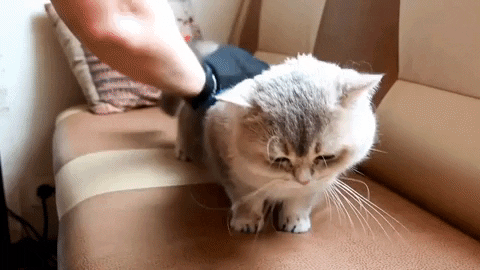 IRGLOVE - LUVA REMOVEDORA DE PELOS SOLTOS E MASSAGEADORA PARA GATO ...