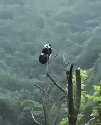 This is why pandas were endangered in funny gifs