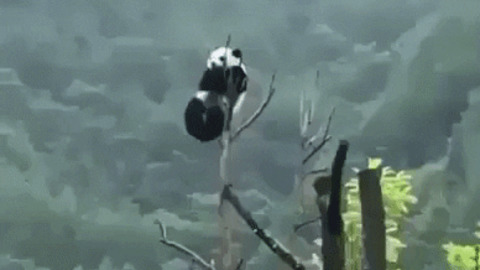 This is why pandas were endangered