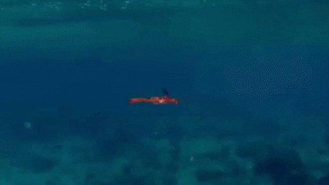 This is how crab swim