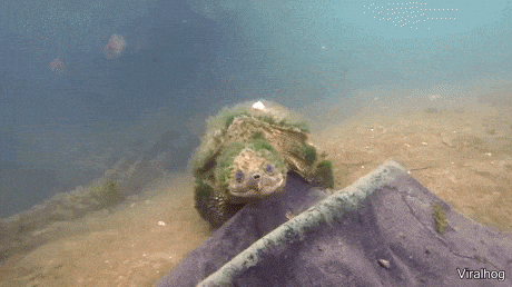 Really old turtle in wow gifs