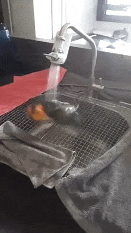 Birdy loves to bath in funny gifs