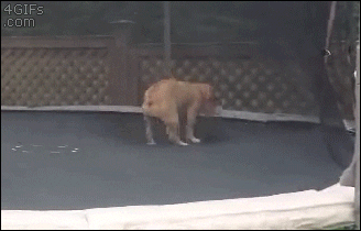 bulldog on trampoline
