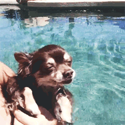 chihuahua nadando en una alberca