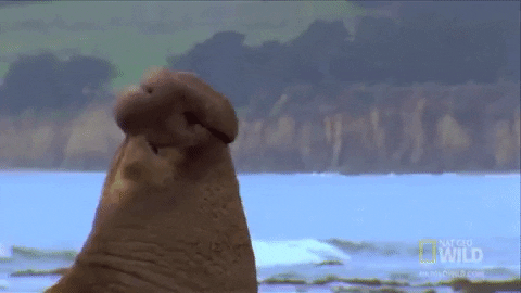 Elephant Seal GIF by Nat Geo Wild - Find & Share on GIPHY