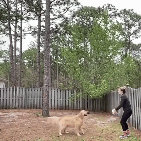 Doggo volleyball partner in dog gifs