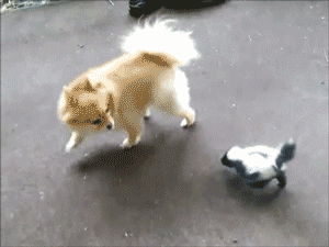 Baby Skunk GIFs - Find & Share on GIPHY