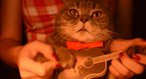 cat guitar lolcat meow