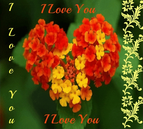 Color Splash Animated Gif Gifs Graphics Animated Flower Blooming Photo Occ Gif