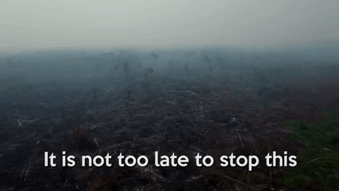 Deforestation image with text syaing it's not too late to stop this