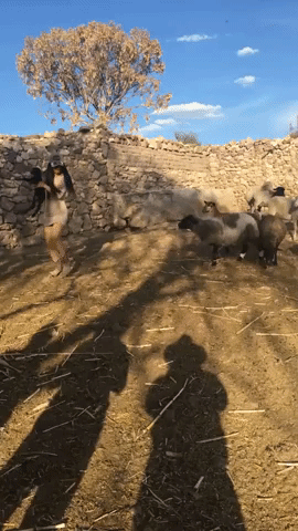 Take This in animals gifs
