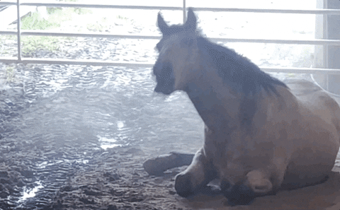 Horse Lol GIF by Nebraska Humane Society
