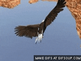 Eagle GIF - Find & Share on GIPHY