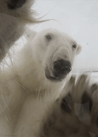 polar bear bear