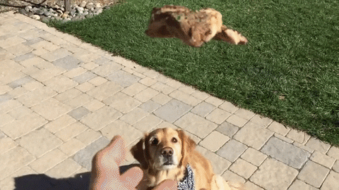 https://media.giphy.com/media/mNRp0NEtq5HFe/giphy.gif