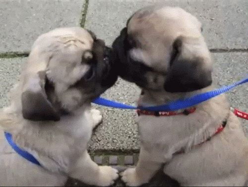 Pug Love GIF - Find & Share on GIPHY