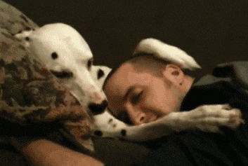 dog petting cuddling snuggling