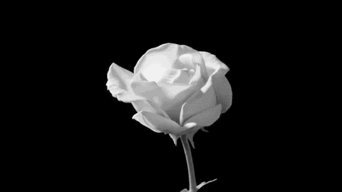 Qué significa que alguien regale rosas blancas?, te decimos | El Heraldo de  México