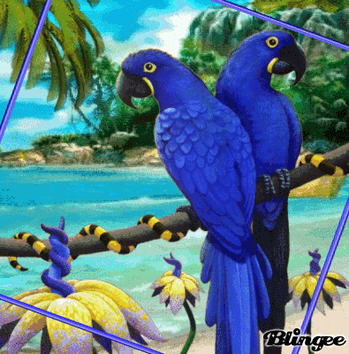 Let’S Get Tropical Gif – Lets Get Tropical Semi Pro GIF – TOYISF
