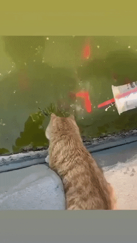 Catto fishing in cat gifs