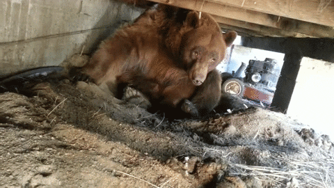 Bear Cave GIF - Find & Share on GIPHY