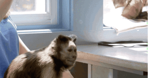 animals monkey bubbles httpvimeocom72811679