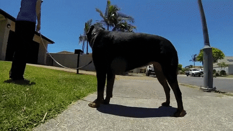 giphy.gif