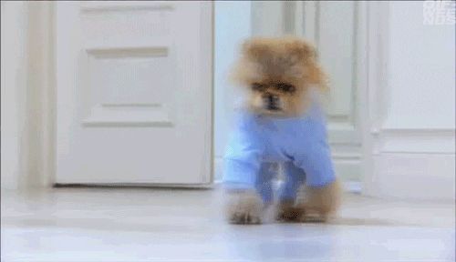 cute dog running giggy dog costumes