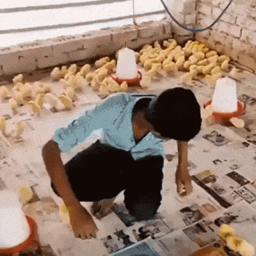 Getting all the chicks in funny gifs