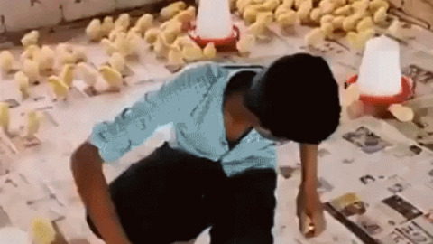 Getting all the chicks
