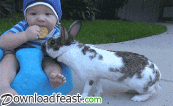 animais para crianças- coelho pega biscoito de bebê