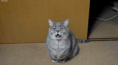 Cat Yawn GIF - Find & Share on GIPHY