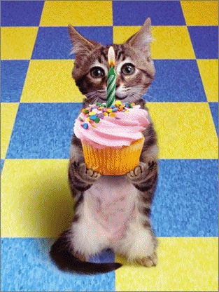 Happy Birthday Cat GIF - Find & Share on GIPHY