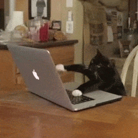 Computer Cat