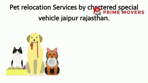 Pet transport service Jaipur