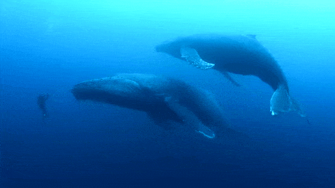 wale gif whales humpback gif find share on giphy wale gif whales humpback gif find share on giphy