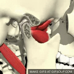 Temporomandibular joint in action