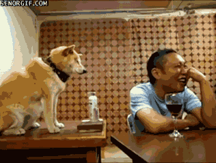 Dog Mate in funny gifs