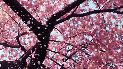 Ternyata Ini Waktu yang Tepat untuk Melihat Mekarnya Bunga Sakura di Jepang!