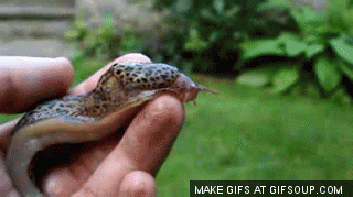 A slug!