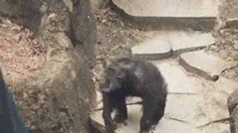 Visit zoo they said It will be fun they said gif