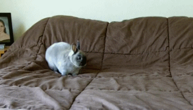 Crazy Rabbit Gifs Find Amp Share On Giphy