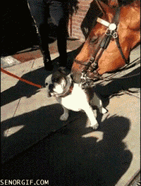 Horse Smelling and Licking Bulldog Funny Cute
