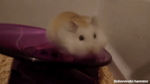 Roborovskii hamster running on spinner